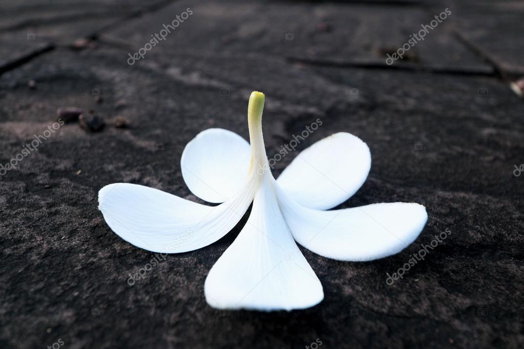 Frangipani flower - white flower on ground