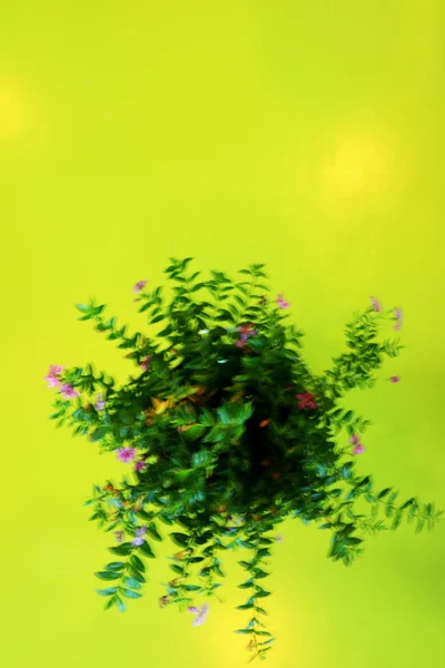 Pequeñas flores rosadas en un frasco de vidrio sobre la mesa . — Foto de Stock