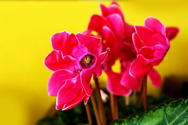 Close-up de rosa rosa — Fotografia de Stock