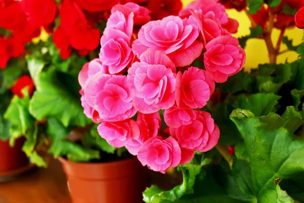 Close-up of pink rose — Stock Photo, Image