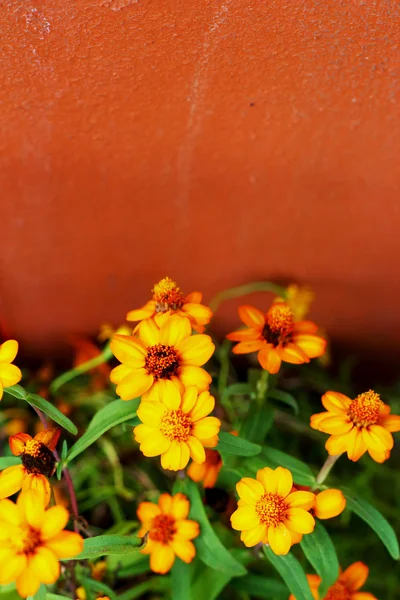 Daisy blommor - gula blommor — Stockfoto