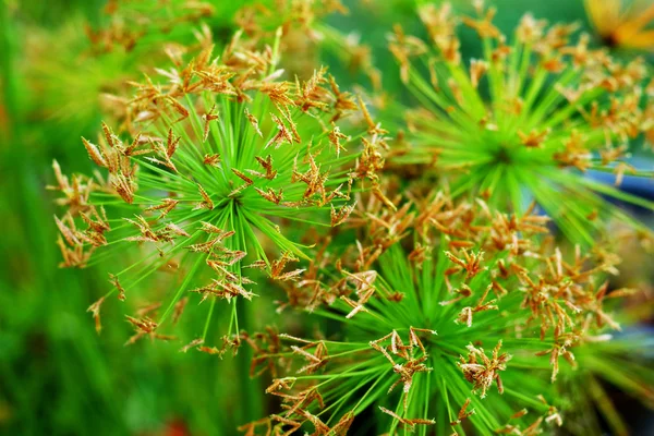 Gras bloem — Stockfoto