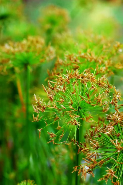 Flor de hierba —  Fotos de Stock