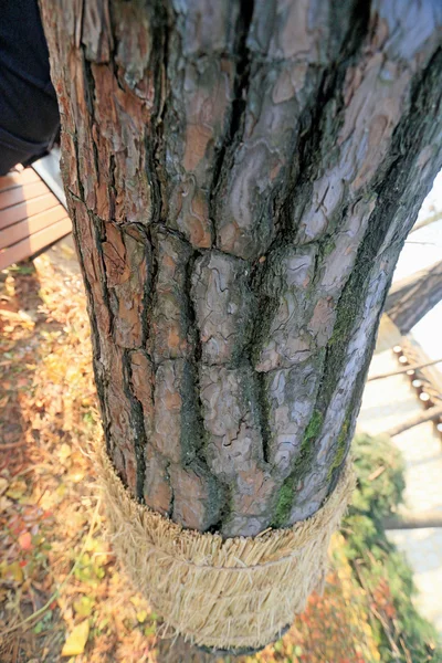 Alte Bäume isoliert — Stockfoto
