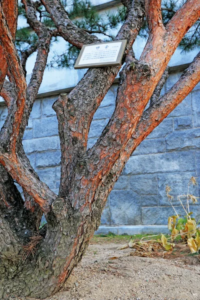 Vintage isolati vecchi alberi — Foto Stock