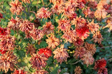 ilkbaharda kırmızı çiçekler solmuş.