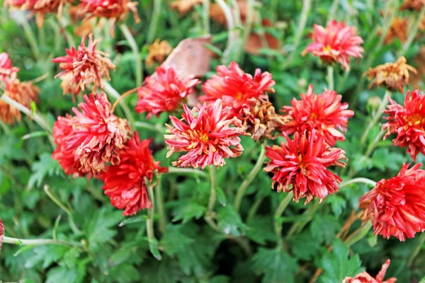 Flores vermelhas murchas na primavera . — Fotografia de Stock