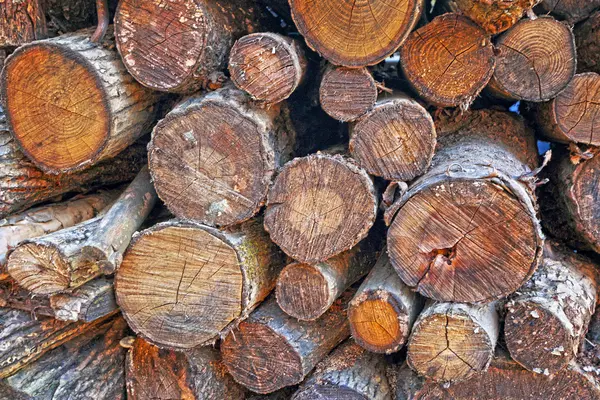 自然の中で新鮮なキノコ木材. — ストック写真