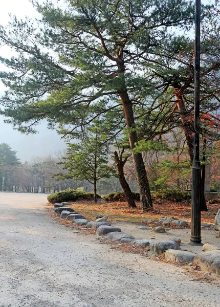 银杏叶改变颜色韩国的秋天里. — 图库照片