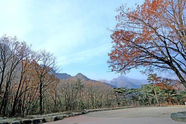 Folhas de ginkgo mudam de cor outono na Coréia . — Fotografia de Stock