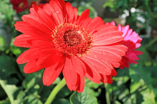 빨간 거 베라 꽃의 아름 다운 — 스톡 사진
