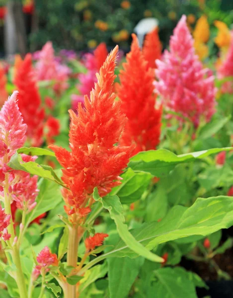 自然の中で鶏頭花 — ストック写真