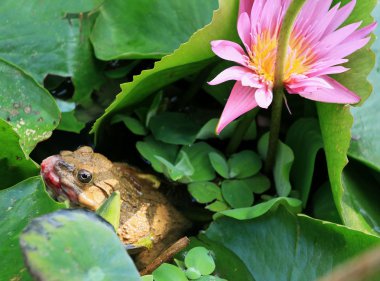 Kurbağa ve doğada pembe lotus