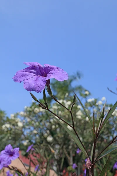 Violette Blume in der Natur — Stockfoto