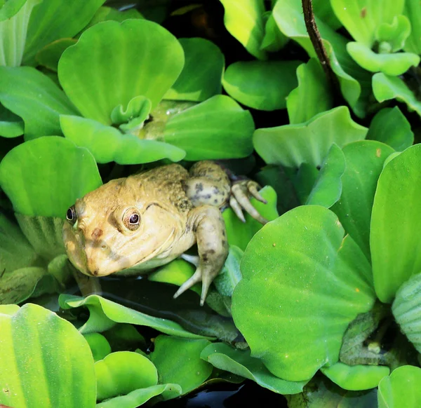 カエルと自然の中で緑の葉. — ストック写真