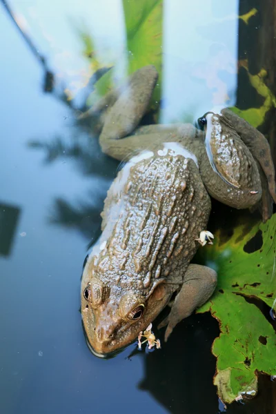 Frösche und grüne Blätter in der Natur. — Stockfoto