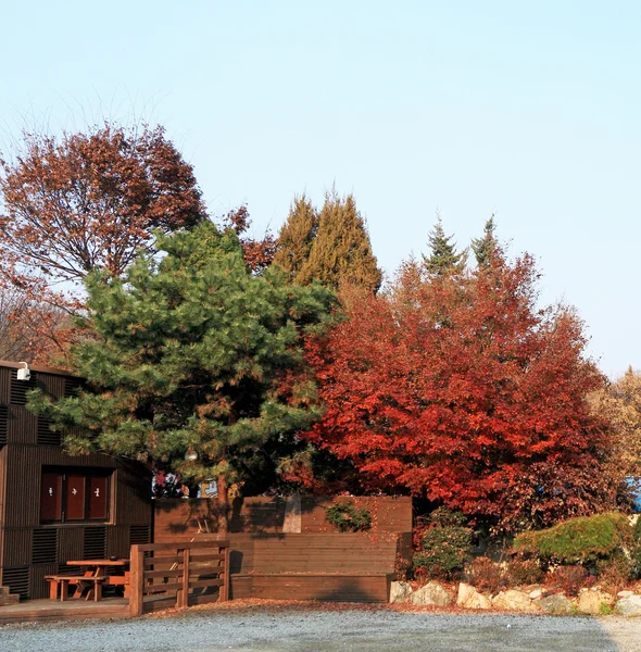 Ginkgo deja cambiar de color en Corea . — Foto de Stock