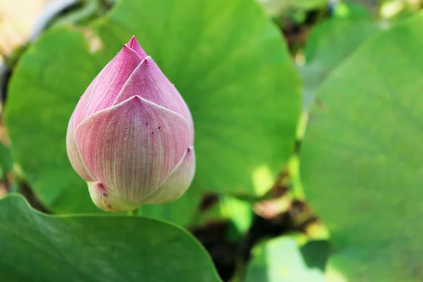 Brote de loto rosa en la naturaleza —  Fotos de Stock