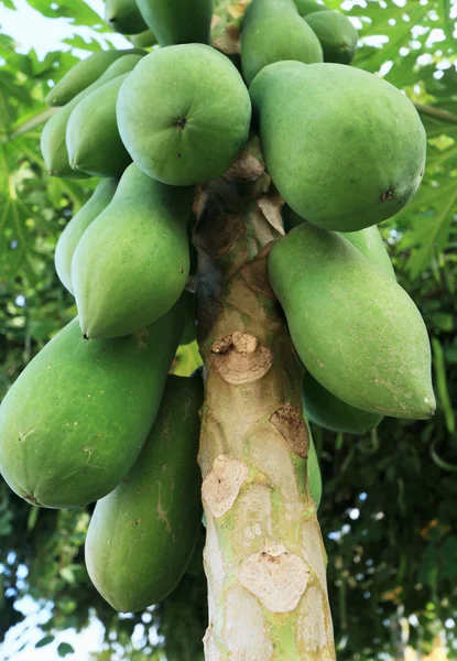 Papaye træ i haven - Stock-foto