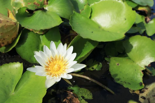 Witte lotus in de natuur — Stockfoto
