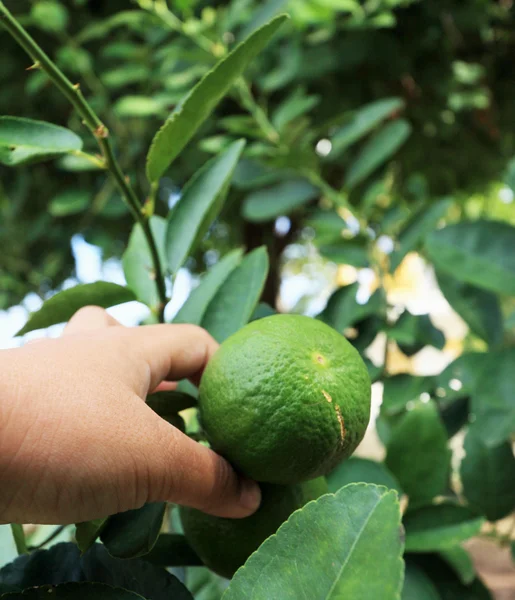 Jongen een citroen houden in de tuin — Stockfoto