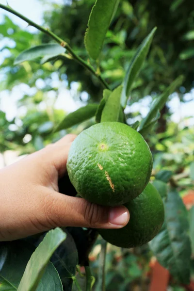 Jongen een citroen houden in de tuin — Stockfoto
