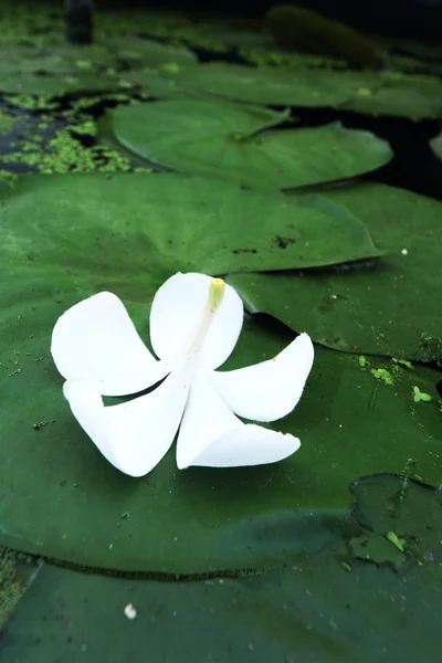 Witte frangipani bloemen in water fern. — Stockfoto
