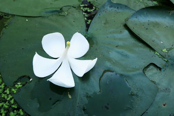 白色的鸡蛋花盛开水蕨. — 图库照片