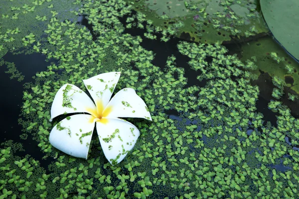 Fehér frangipáni virágok a víz páfrány. — Stock Fotó