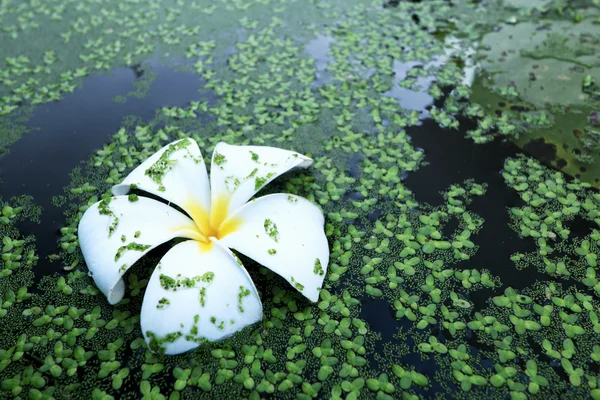 Witte frangipani bloemen in water fern. — Stockfoto