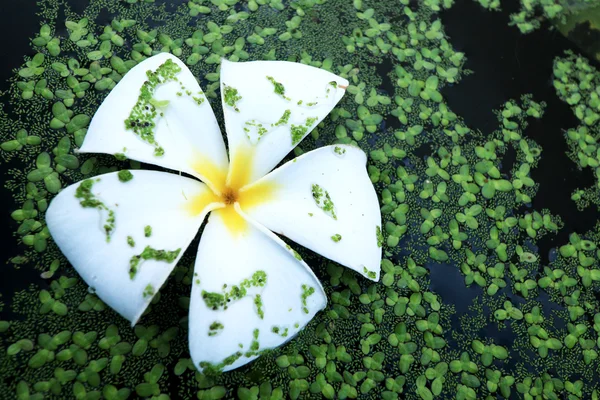 Witte frangipani bloemen in water fern. — Stockfoto