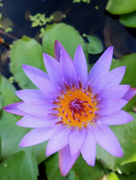 Lila lotus a természetben — Stock Fotó