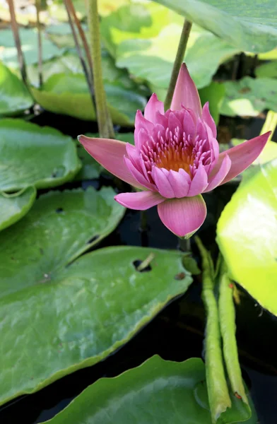 Pink lotus bud a természetben — Stock Fotó