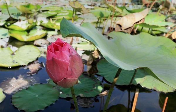 Pink lotus bud a természetben — Stock Fotó