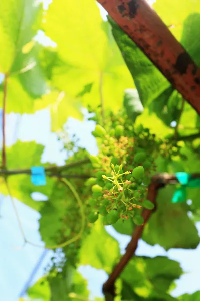 Uvas frescas na vinha — Fotografia de Stock