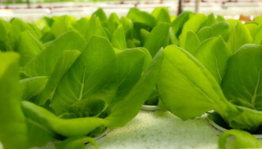 tereyağı baş sebze hydroponic çiftlik