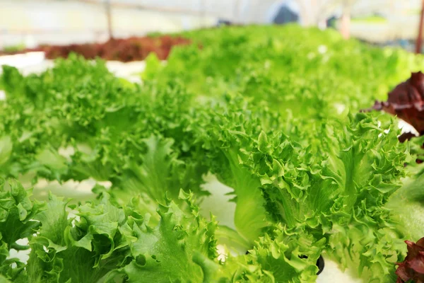 水耕栽培の農場でバター ヘッド野菜 — ストック写真