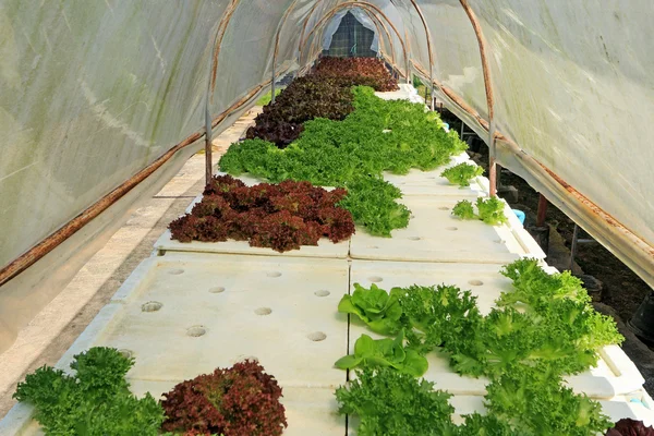 Red coral vegetable in hydroponic farm — Stock Photo, Image