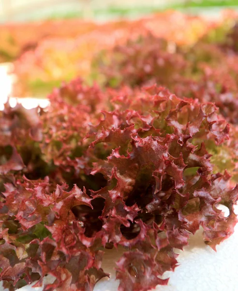 Red coral vegetable in hydroponic farm — Stock Photo, Image