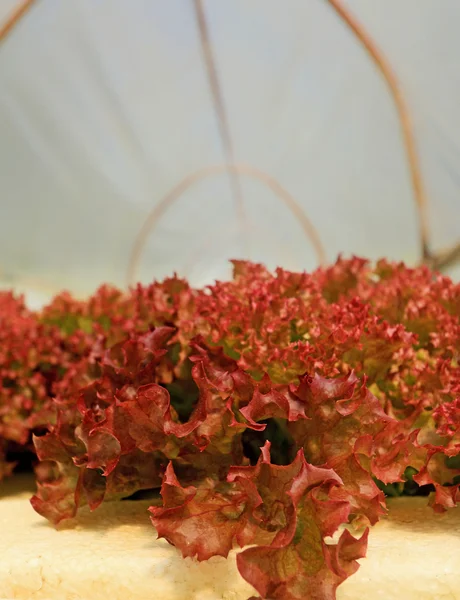 Red coral vegetable in hydroponic farm — Stock Photo, Image