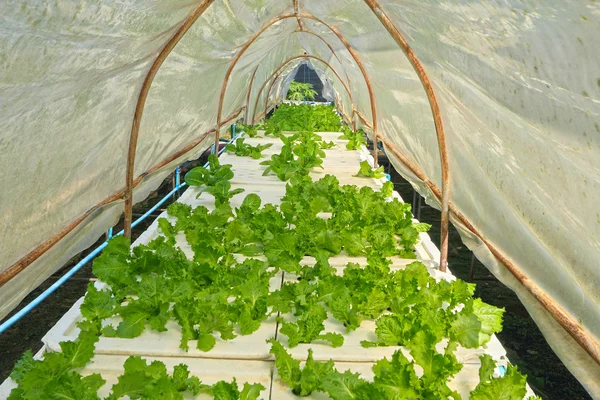 Butter head vegetable in hydroponic farm — Stock Photo, Image