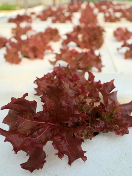 Красные коралловые овощи на гидропонной ферме — стоковое фото