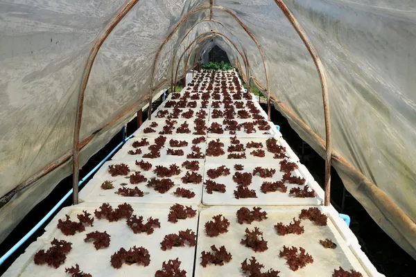 Rood koraal plantaardige in hydrocultuur boerderij — Stockfoto