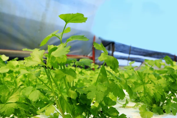 Coriander vegetable in hydroponic farm — Stock Photo, Image