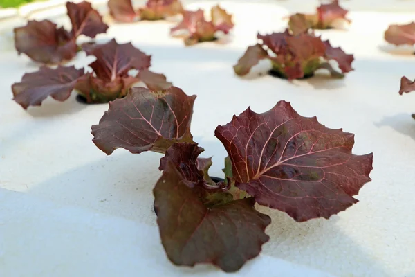 Red coral vegetable in hydroponic farm — Stock Photo, Image