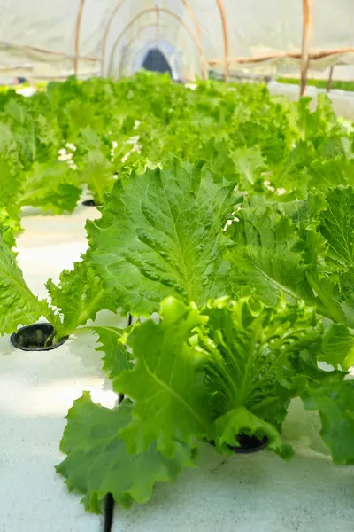 Butter head vegetable in hydroponic farm — Stock Photo, Image