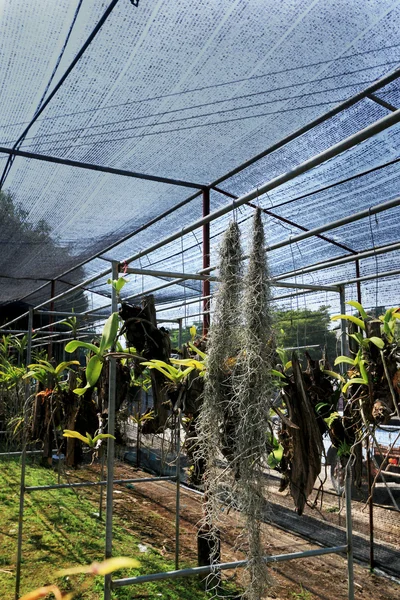 Muschio spagnolo in giardino — Foto Stock