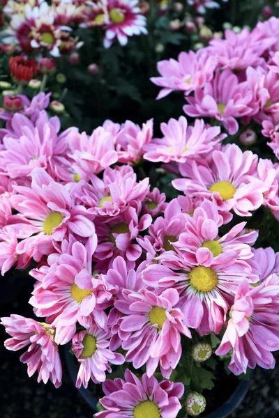 Gerbera fiori in giardino — Foto Stock
