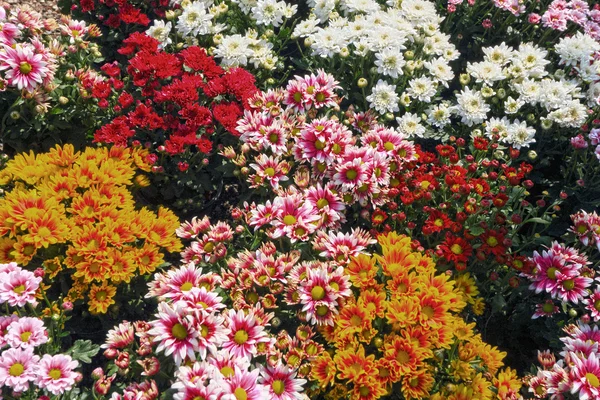 在花园的美丽菊花 — 图库照片