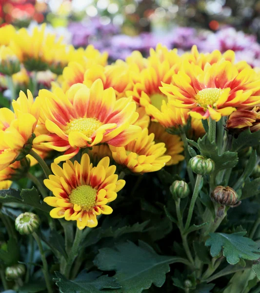 Schöne Chrysantheme in der Garde — Stockfoto